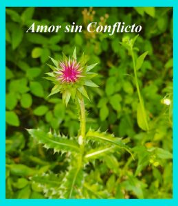 4.III Amor sin conflicto Ucdm flor roja fondo verde