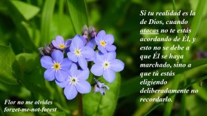 10.II-La-decision-de-olvidar-Ucdm flores moradas foto